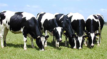 Heat Stress A Problem In Bovine Reproduction