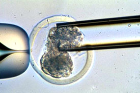 Bisecting an Embryo Embryo Being Split