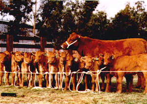 Calves Produced via ET