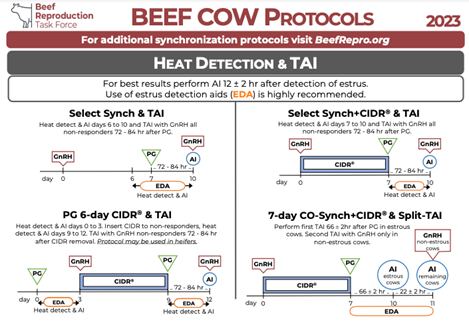 Beef Cow Protocols