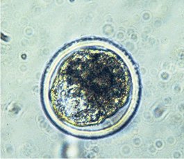 Bovine Blastocyst Bovine Blastocyst