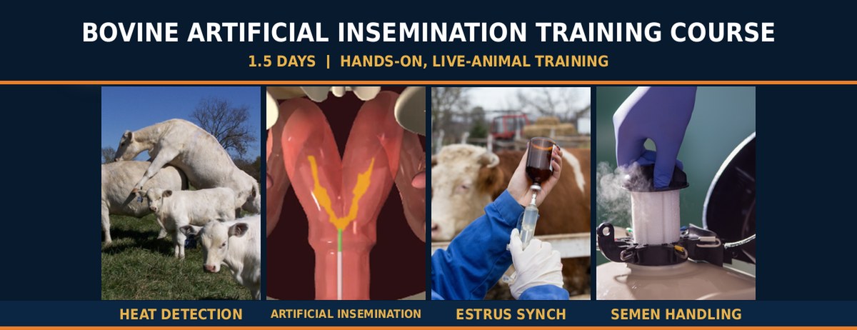 Bovine Artificial Insemination Training Course - heat detection, artificial insemination, estrus synchronization and semen handling