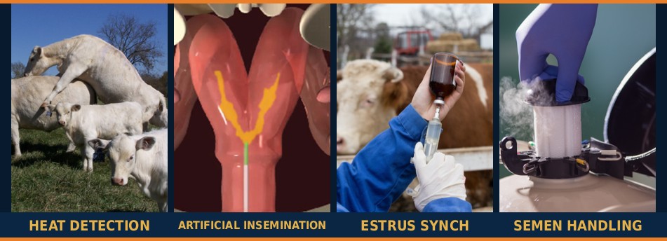 Bovine Artificial Insemination Training Course - heat detection, artificial insemination, estrus synchronization and semen handling