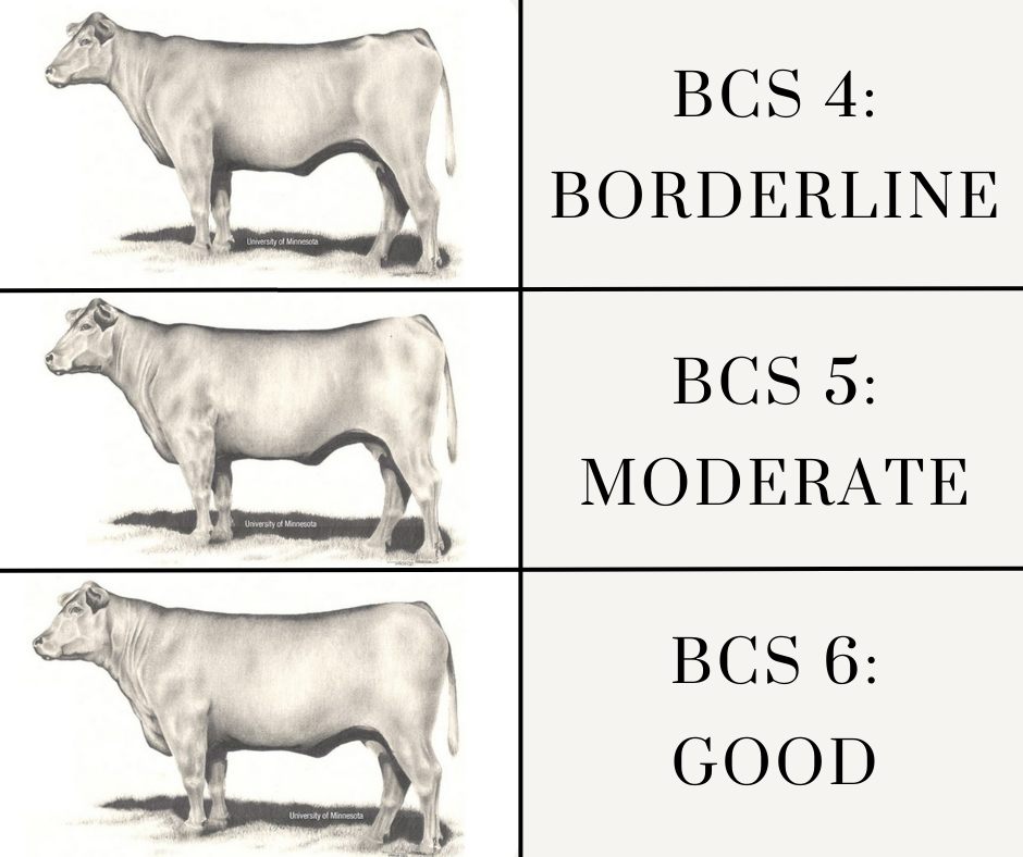 Beef Cattle Body Condition Scoring BCS
