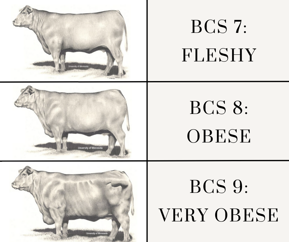 Beef Cattle Body Condition Scoring BCS