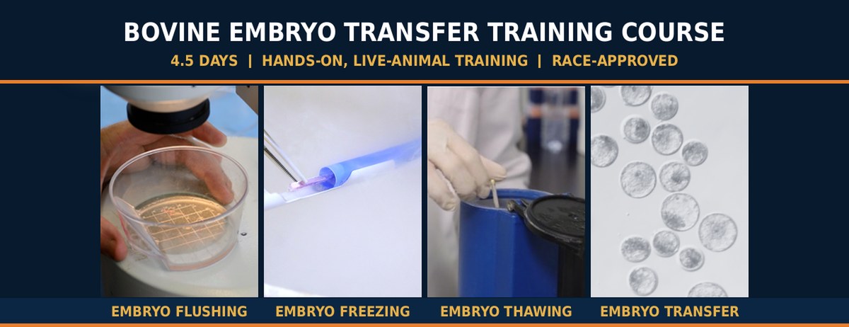 Comprehensive Bovine Embryo Transfer Training Course Comprehensive Bovine Embryo Transfer Training Course - embryo flushing, freezing, thawing and transfer