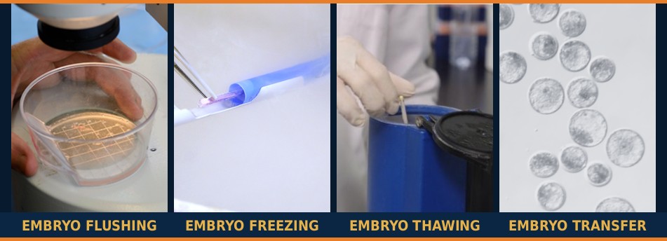 Comprehensive Bovine Embryo Transfer Training Course - embryo flushing, freezing, thawing and transfer