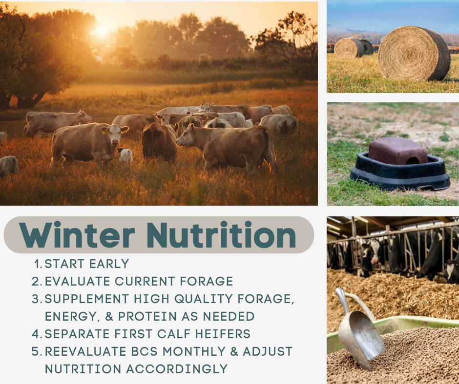 Bovine Winter Nutrition Considerations Bovine Winter Nutrition Considerations