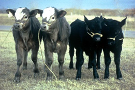 Calves Produced from a Heifer via ET