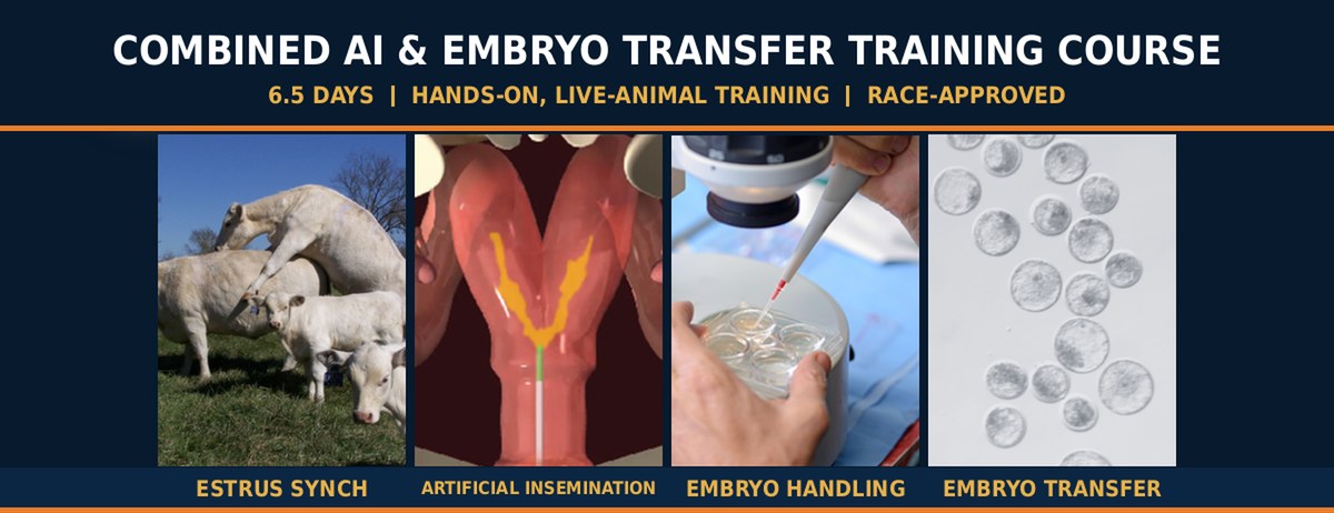 Combined Artificial Insemination and Bovine Embryo Transfer Training Course Combined Artificial Insemination & Bovine Embryo Transfer Training Course - estrus synchronization, artificial insemination, embryo handling and transfer