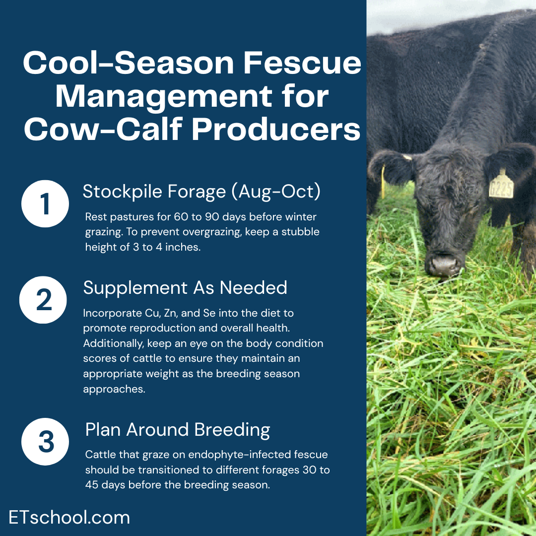 Cool Season Fescue Management for Cow-Calf Producers