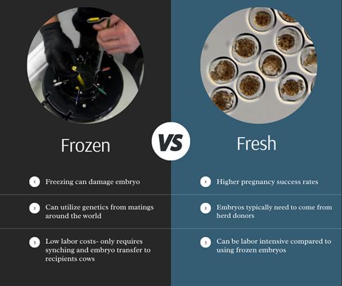 Differences in Fresh Versus Cryopreserved Embryos