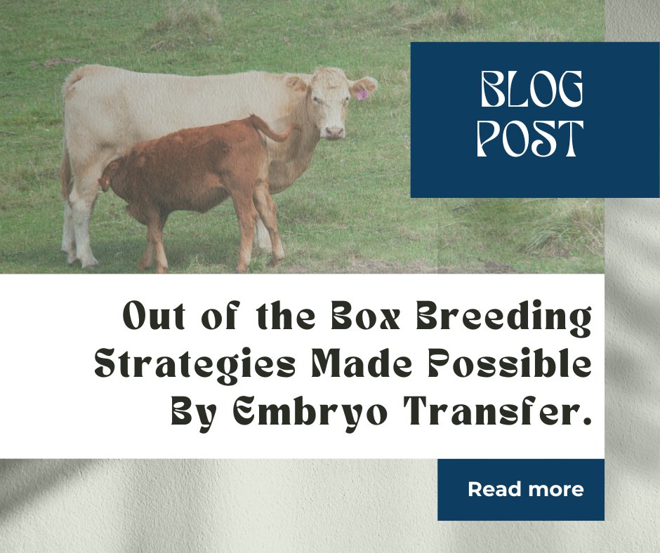 Charolais recipient cow that had a full-blooded Hereford calf using Embryo Transfer (ET)
