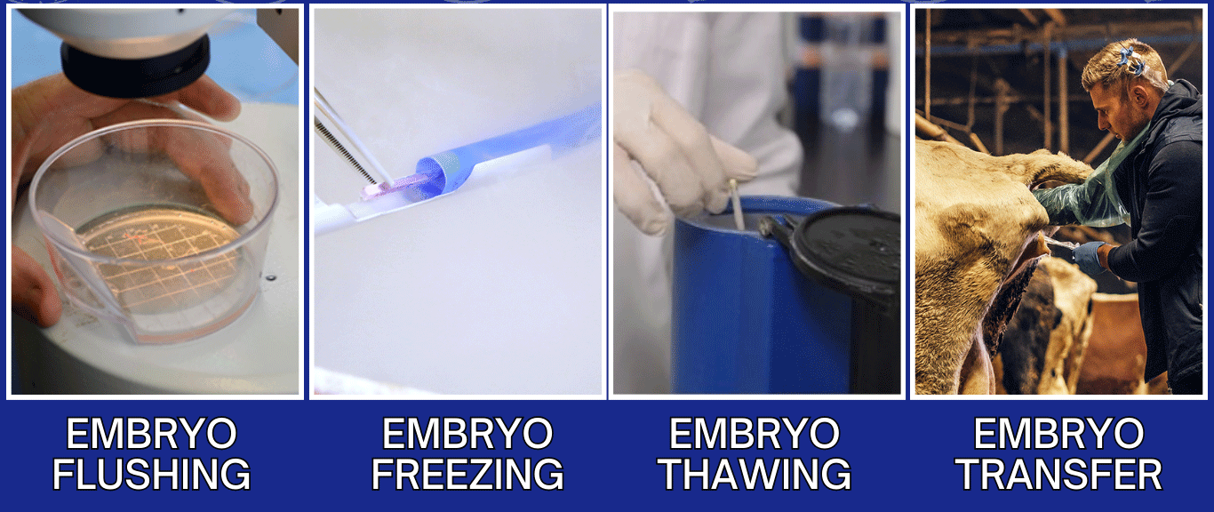 Comprehensive Bovine Embryo Transfer Training Course