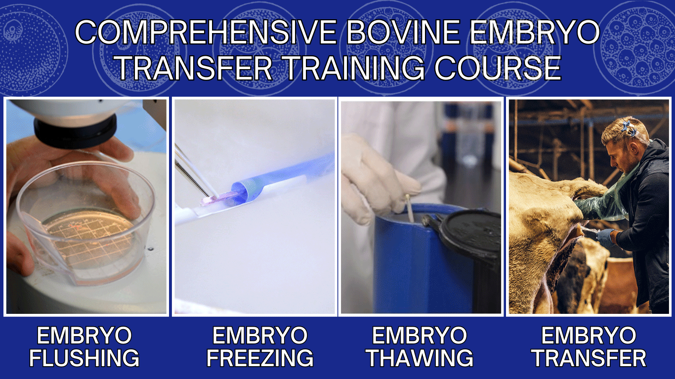 Comprehensive Bovine Embryo Transfer Training Course