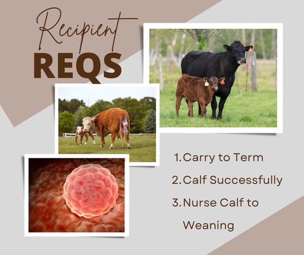 Embryo Recipient Cow Requirements