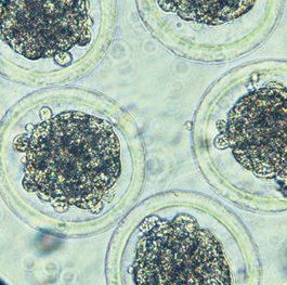 Bovine Embryos Bovine Embryos