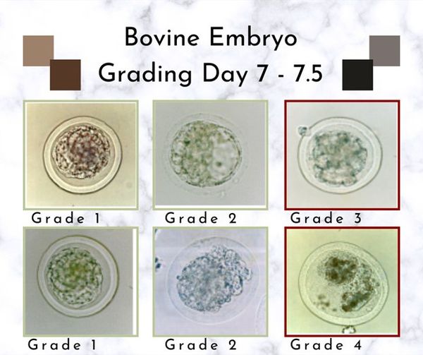 How To Grade Bovine Embryos
