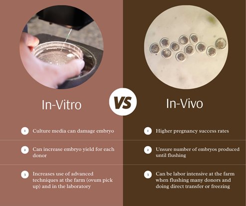 In-Vitro Embryos Versus In-Vivo Produced Embryos