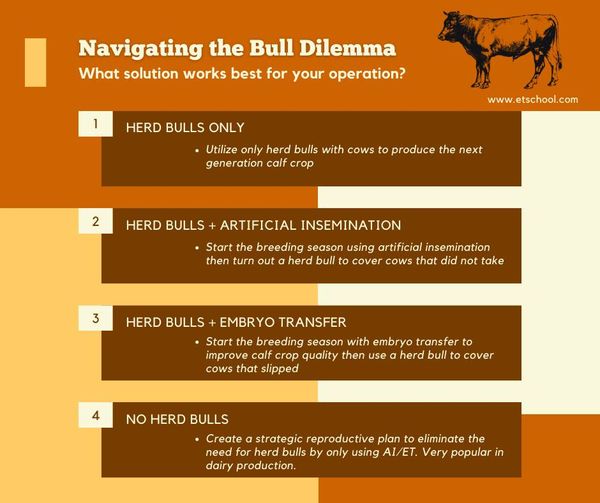 Navigating the Bull Dilemma