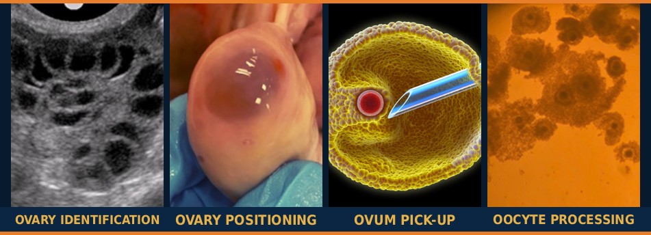 Bovine Ovum Pick-Up (OPU) Training Course - ovary identification, ovary positioning, ovum pick-up and oocyte processing