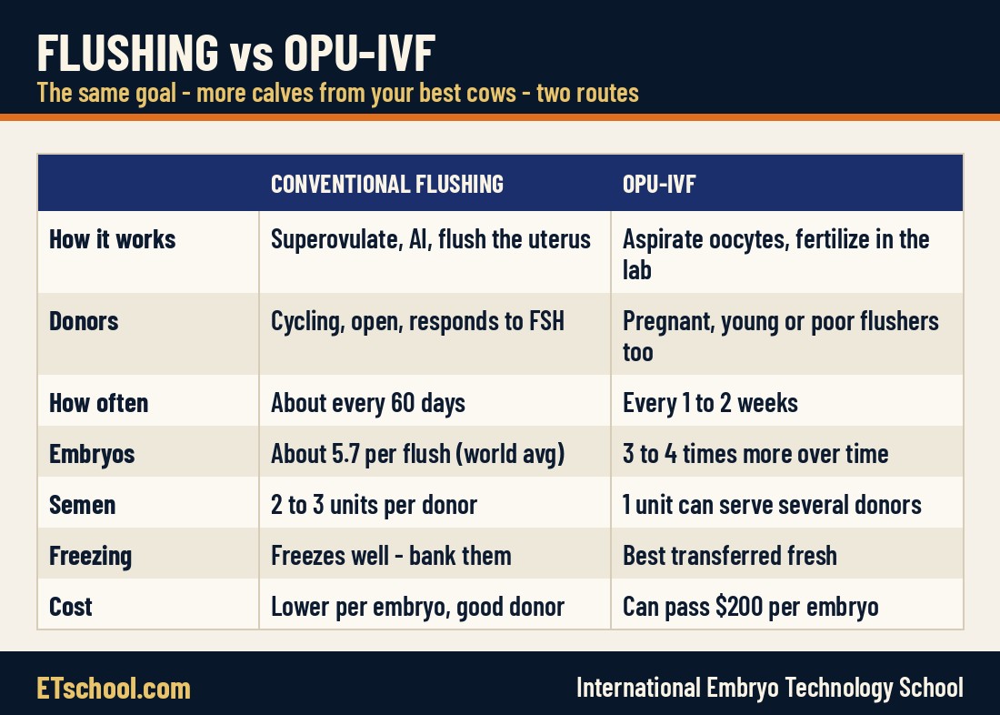 Side-by-side comparison of conventional embryo flushing and OPU-IVF in cattle: donors, frequency, embryos, semen, freezing and cost
