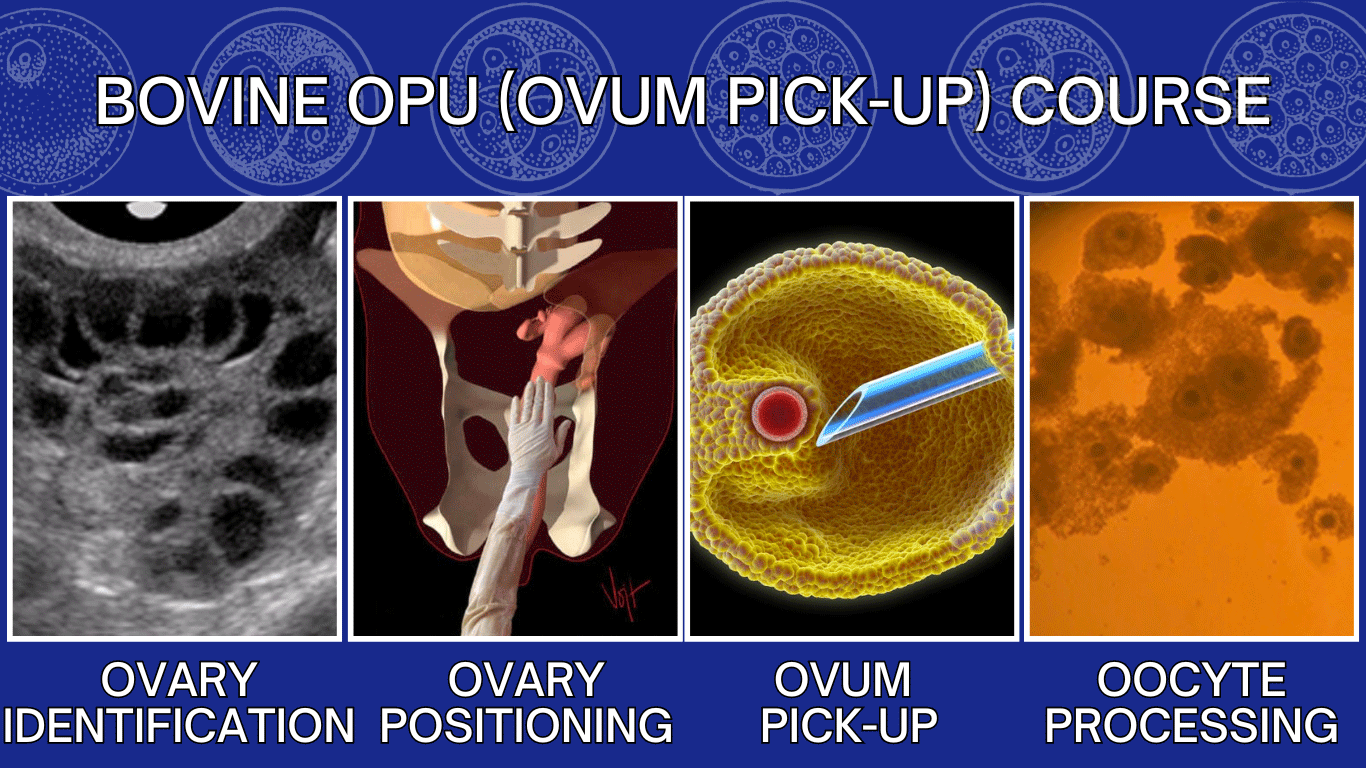 Bovine Ovum Pick-Up Course
