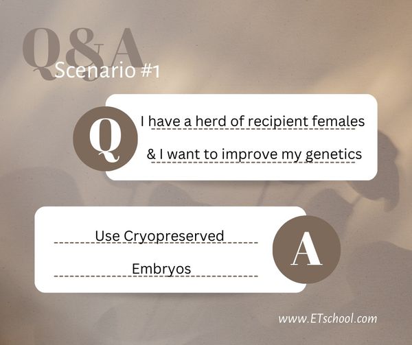 Requirements For Females Used In Bovine Embryo Transfer Protocols