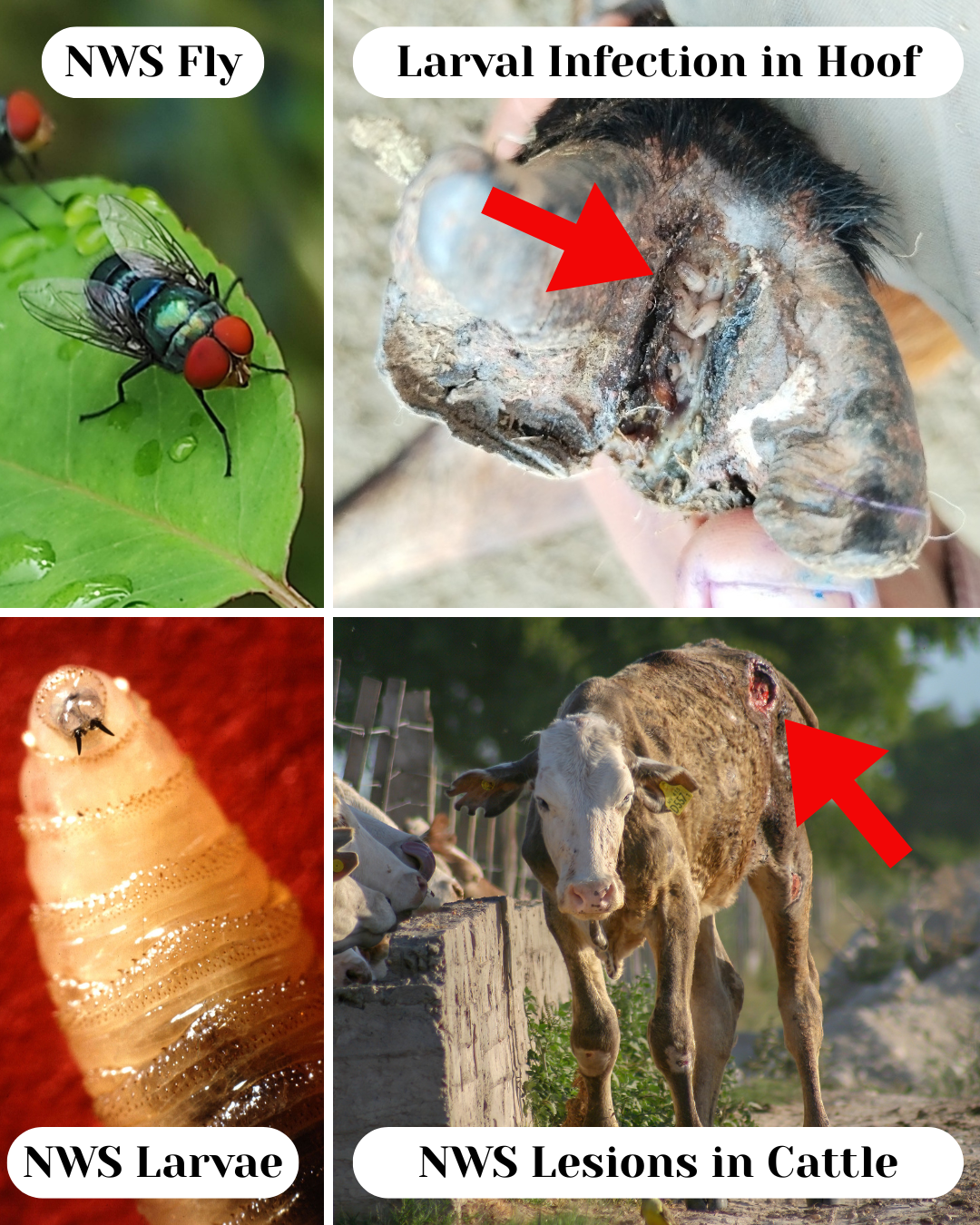 Screwworm Outbreak Near the U.S. Implications for Reproductive Programs and Herd Health