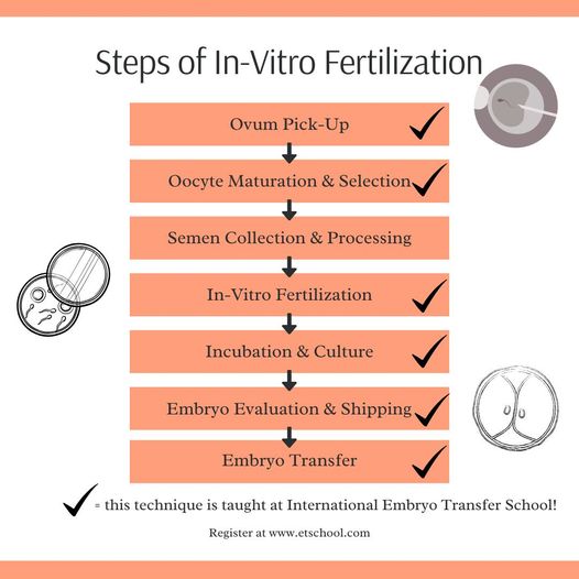 Steps of Bovine In-Vitro Fertilization IVF