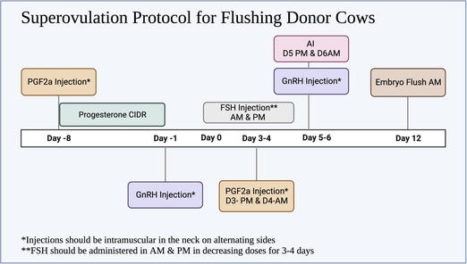 Superovulation Protocols for Conventional Flushing of Donor Cows