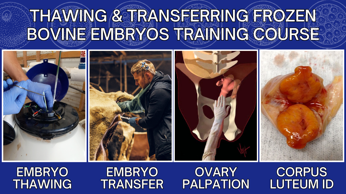 Thawing & Transferring Frozen Bovine Embryos Training Course