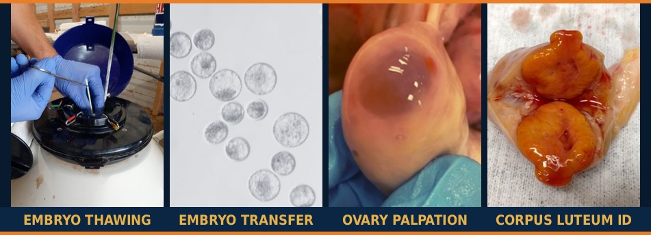 Thawing & Transferring Frozen Bovine Embryos Training Course - embryo thawing, embryo transfer, ovary palpation and corpus luteum identification