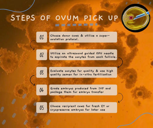 Steps of Bovine Ovum Pick-Up OPU