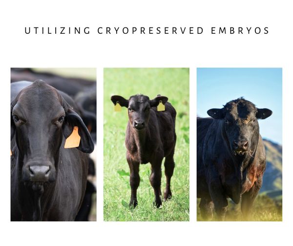 Utilizing Cryopreserved Embryos