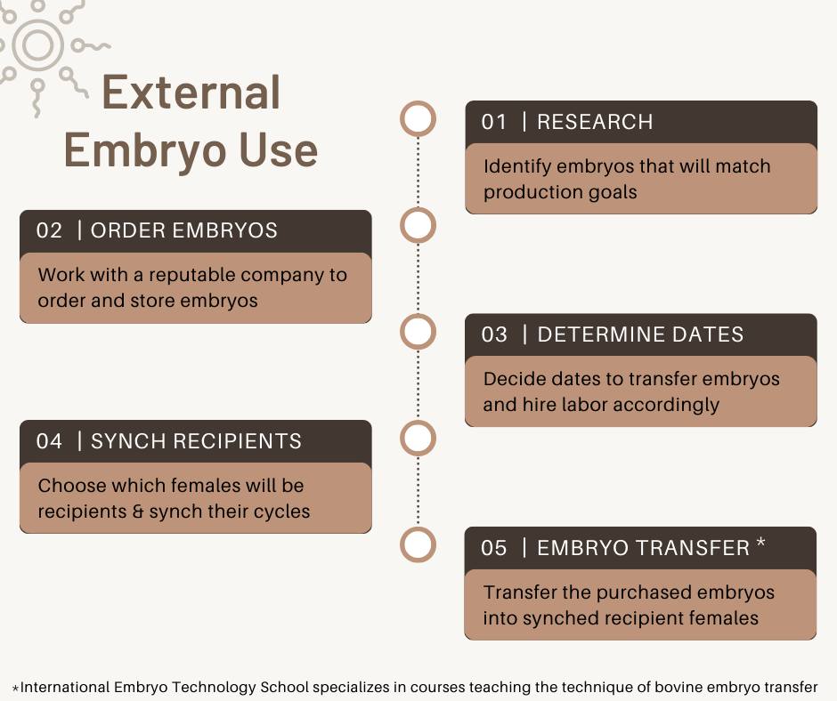 Purchasing Commercial Embryos Through a Company and Transferring the Embryos, With Outside Genetics, Into the Herd Females
