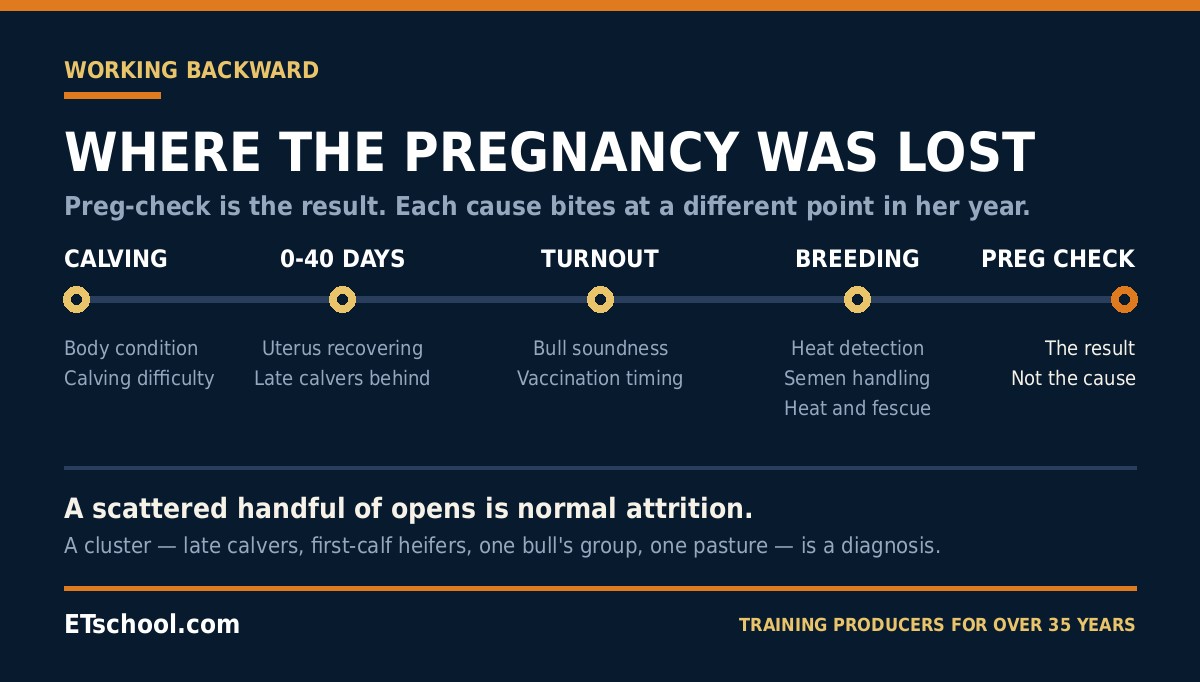 Timeline of a cow's year showing where each cause of open cows takes effect, from calving through preg-check