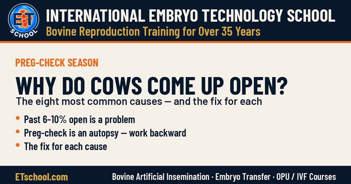 Why cows come up open at preg-check - the eight most common causes for beef producers