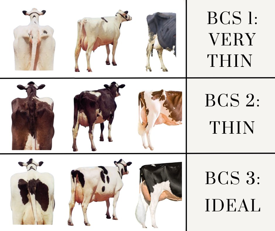 Dairy Cattle Body Condition Scoring BCS Dairy Cattle Body Condition Scoring BCS
