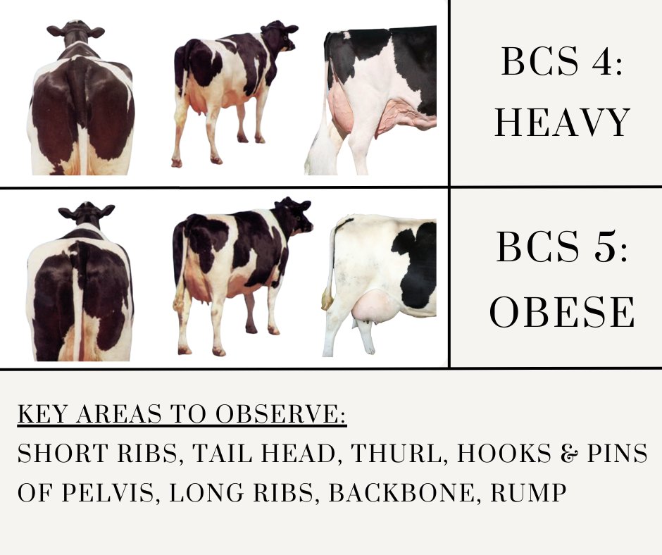 Dairy Cattle Body Condition Scoring (BCS) on the 1-5 Scale