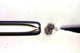 Splitting an Embryo