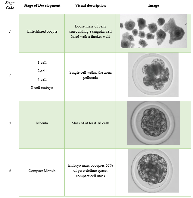 stages of embryo development