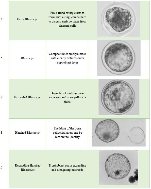 Blastocyst