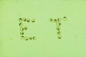 Bovine Embryos Lined up to Spell ET