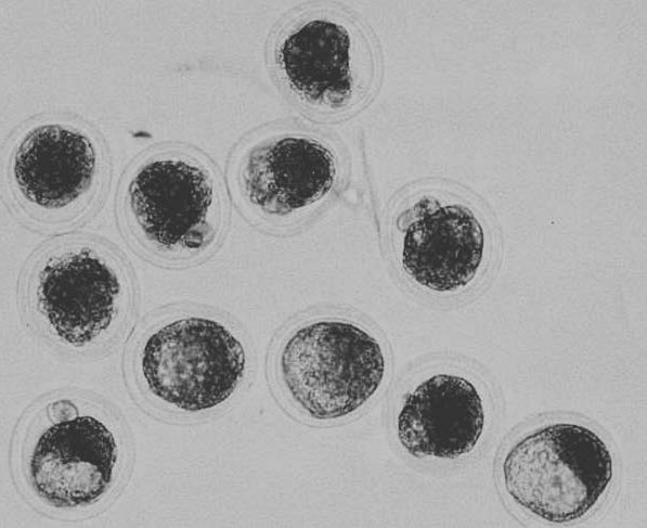 Bovine embryos under the microscope