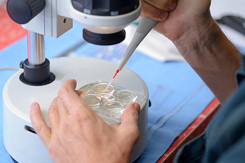 Manipulating Embryos