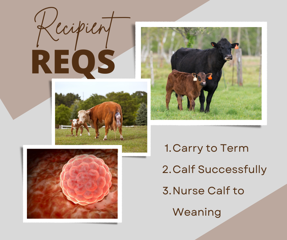 Requirements for good recipient cows