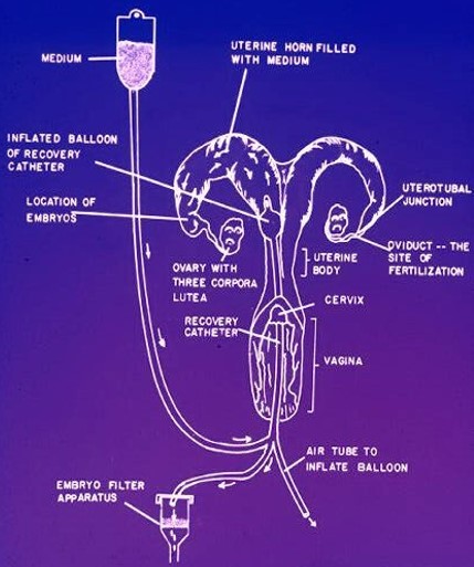 Flushing a Bovine Reproductive Tract