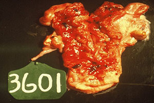Bovine Reproductive Tract Showing Uterus Damage